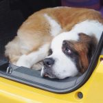 Understanding pet safety coverage in auto insurance policies california