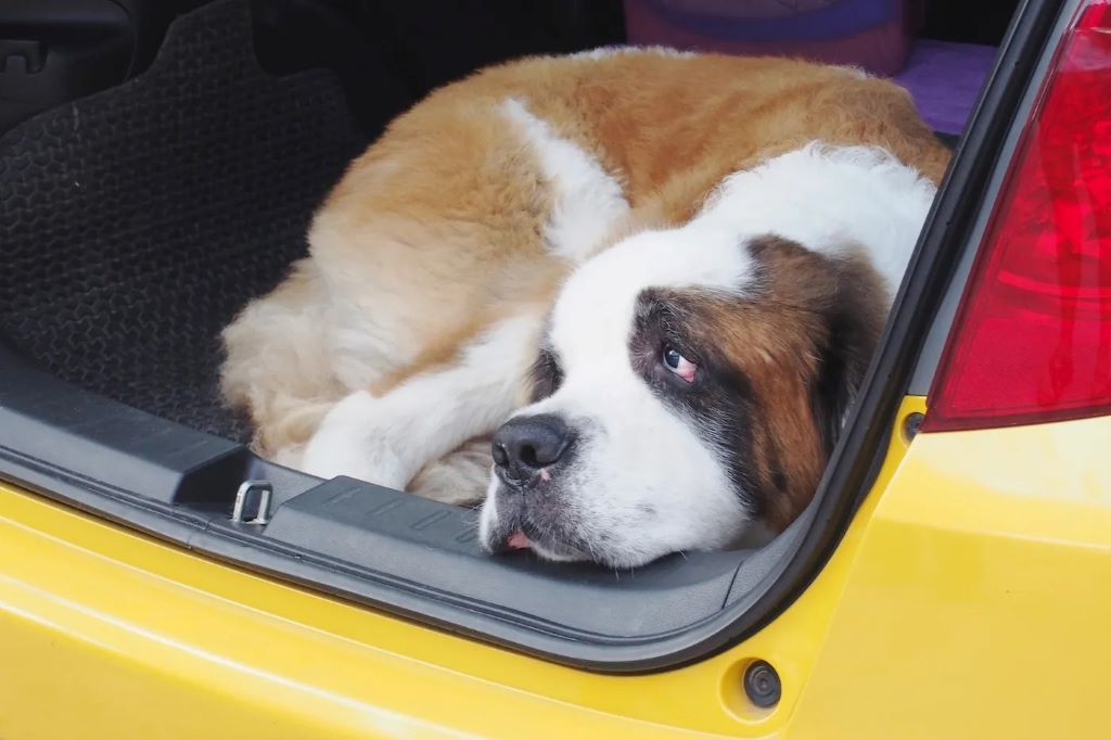 Navigating the Furry Frontier: Understanding Pet Safety Coverage in Auto Insurance Policies